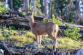 Wild Deer on the High Plains of Colorado