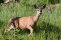 Wild Deer on the High Plains of Colorado