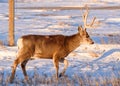 Wild Deer on the High Plains of Colorado Royalty Free Stock Photo