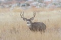 Wild Deer on the High Plains of Colorado Royalty Free Stock Photo