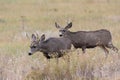 Wild Deer on the High Plains of Colorado Royalty Free Stock Photo