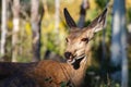 Wild Deer on the High Plains of Colorado - Mule Deeer Doe in the