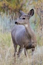 Wild Deer on the High Plains of Colorado. Mule deer doe in tall Royalty Free Stock Photo