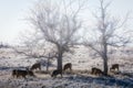 Wild Deer on the High Plains of Colorado - Mule Deer Herd in the Fog Royalty Free Stock Photo