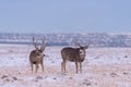 Wild Deer on the High Plains of Colorado. Two Mule Deer Bucks in the Snow Royalty Free Stock Photo