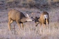 Wild Deer on the High Plains of Colorado. Two young mule deer bucks sparing Royalty Free Stock Photo