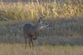 Wild Deer on the High Plains of Colorado