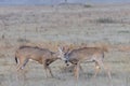Wild Deer on the High Plains of Colorado. Young White-tailed Bucks Royalty Free Stock Photo