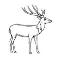 Wild deer icon