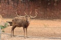 Wild deer with long horns