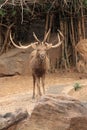 Wild deer with long horns