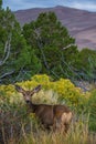 Wild Deer looking towards the camera Colorado Wildlife