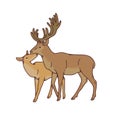 Wild deer love couple female and male buck with branched horns vector outline sketch illustration isolated on white