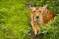 Wild deer lying on the green grassland Royalty Free Stock Photo