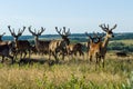 Wild deer in the meadow on a summer day