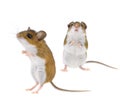 Wild Deer Mice - Peromyscus