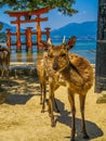 Wild deer in Miyajima, Japan Royalty Free Stock Photo