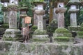 Deer Nara park Nara Japan