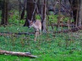 Suburban Backyard Deer Royalty Free Stock Photo