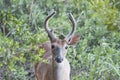 A wild deer in salt marshlands at low tide