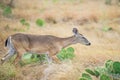 Wild Deer Royalty Free Stock Photo