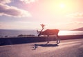 Wild Deer walking on the road Royalty Free Stock Photo