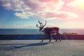 Wild Deer walking on the road Royalty Free Stock Photo