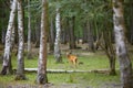 Wild deers in mixed pine and deciduous forest Royalty Free Stock Photo