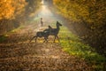 Wild deers dama dama in autumn magic morning, in the forests of Romania