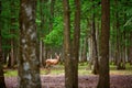 Wild deers in mixed pine and deciduous forest Royalty Free Stock Photo