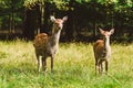 Wild deers pair in Jaegersborg park, Copenhagen. Royalty Free Stock Photo