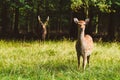 Wild deers pair in Jaegersborg park, Copenhagen.