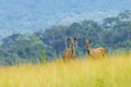 Wild deers post in beautiful landscape