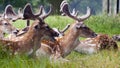 Wild deers relaxing / Poland / Europe
