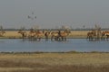 Wild Deers in a Water