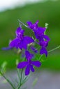 Wild Delphinium or Consolida Regalis, known as forking or rocket larkspur. Field larkspur is herbaceous, flowering plant of the