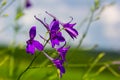 Wild Delphinium or Consolida Regalis, known as forking or rocket larkspur. Field larkspur is herbaceous, flowering plant of the