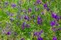 Wild Delphinium or Consolida Regalis, known as forking or rocket larkspur. Field larkspur is herbaceous, flowering plant of the