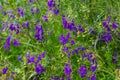 Wild Delphinium or Consolida Regalis, known as forking or rocket larkspur. Field larkspur is herbaceous, flowering plant of the