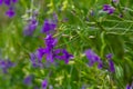 Wild Delphinium or Consolida Regalis, known as forking or rocket larkspur. Field larkspur is herbaceous, flowering plant of the