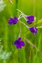 Wild Delphinium or Consolida Regalis, known as forking or rocket larkspur. Field larkspur is herbaceous, flowering plant of the