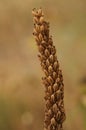 Wild Dense-flowered orchid fructification - Neotinea maculata