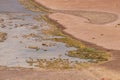 Wild desert Animals Atacama Chile Royalty Free Stock Photo