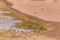 Wild desert Animals Atacama Chile Royalty Free Stock Photo