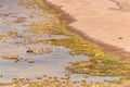 Wild desert Animals Atacama Chile Royalty Free Stock Photo