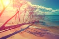 Wild desert beach with fallen dead tree