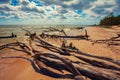 Wild desert beach with fallen trees