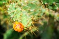 wild desert cactus flower blooming green garden Royalty Free Stock Photo