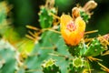 wild desert cactus flower bloom green garden Royalty Free Stock Photo