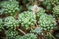 Wild desert cactus flower or cacti bloom Royalty Free Stock Photo